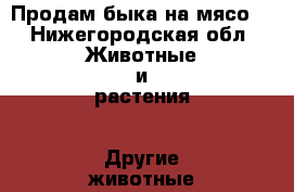 Продам быка на мясо. - Нижегородская обл. Животные и растения » Другие животные   . Нижегородская обл.